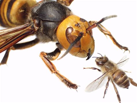 philippine bee|Bee, Wasp, and Hornet Species .